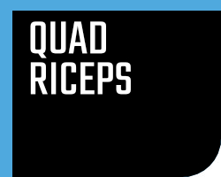 Quadriceps Quadriceps